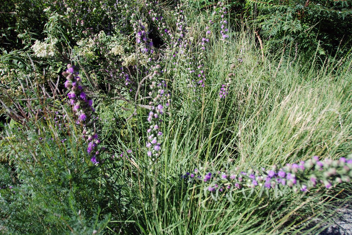 11 Flowers And Plants On New York High Line